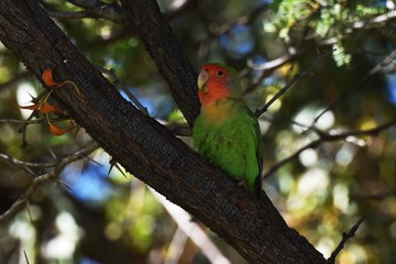 Rosenköpfchen (Agapornis roseicollis) in Namibia