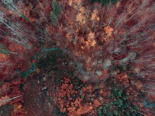 Drone shot over Autumn forest 