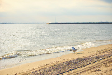 浜辺の鳥