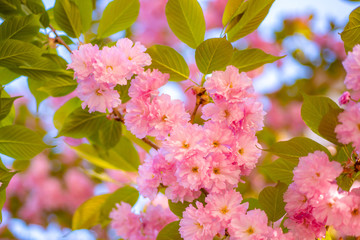 Fototapeta premium Cherry blossom. Sacura cherry-tree. Branches of blossoming apricot macro with soft focus on sky background.