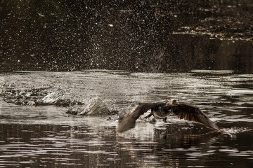 Fototapeta premium Great cormorant (phalacrocoras carbo) taking off from river. Galicia, Spain.