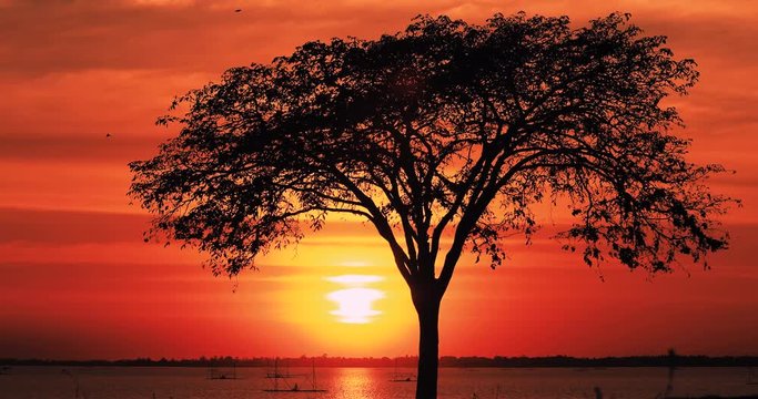 Silhouette of tree with Beautiful sunrise or sunset,Big sun with orange sky background