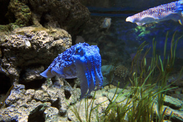 Sepien (Sepiida) oder Tintenfische