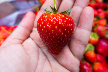 Obraz premium holding fresh strawberry in hands
