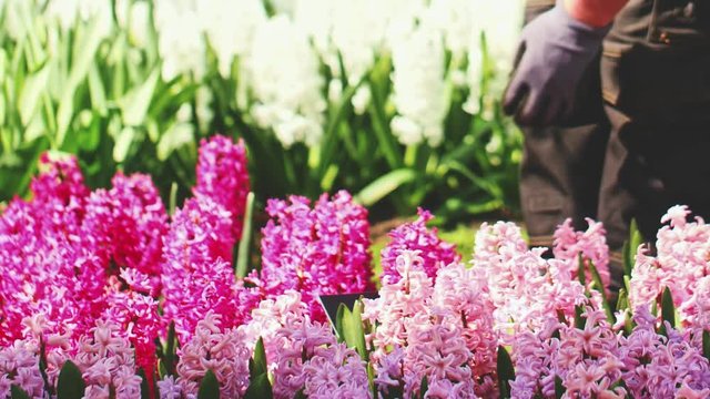 Gardener Taking Care Of Hyacinths Flowers. SLOW MOTION, CLOSE UP. Unrecognisable people hands in garden gloves working with blooming spring flowers in the park. 