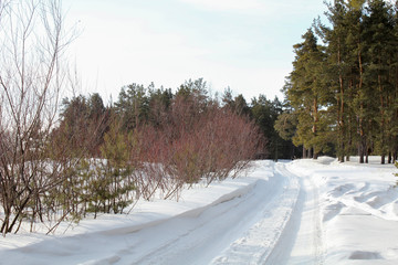 The winter snow road in the pine forest