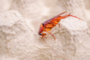 Obraz premium Close-up cockroaches are on a paper crate., mosquito sucking blood extreme close-up.