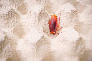 Close-up cockroaches are on a paper crate.