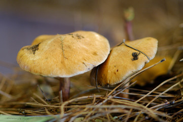  image of a mushroom