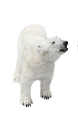 Fototapeta premium female polar white bear goes isolated
