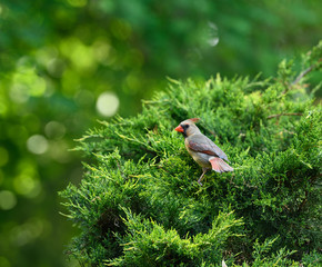 Female Northern Cardinal bird on a juniper bush above her nest in Toronto Canada