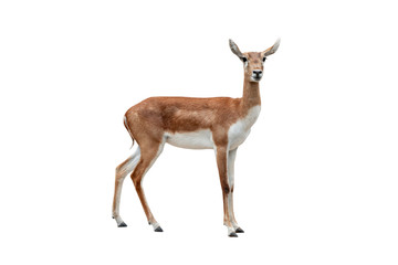 Naklejka na ściany i meble antelope (Antilope cervicapra) isolated