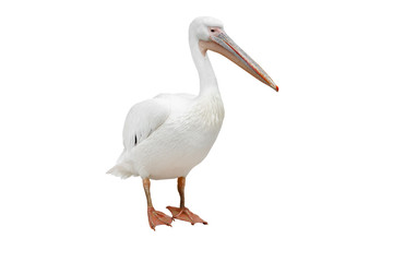 pelican isolated on white