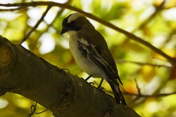 Mahaliweber (plocepasser mahali) in Namibia