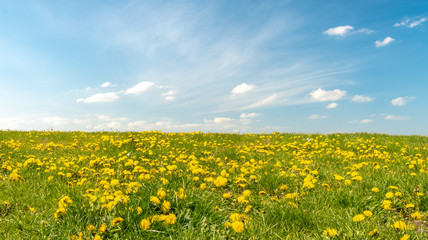 spring flowering meadow	