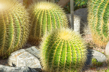 Several large round cacti in the greenhouse