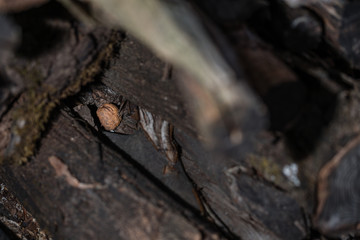A nut hidden in cut woods.