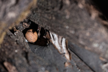 A nut hidden in cut woods.