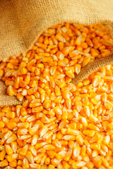 Harvested corn kernels in burlap sack