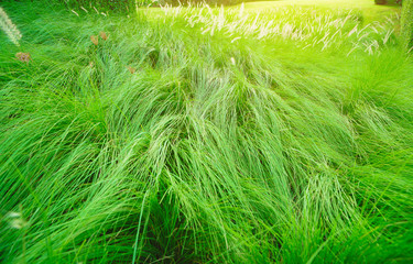 closeup of green grass, Grassland and wind, Flowers and leaves of green grass in the breeze, Abstract close up top view green color of grass background texture.