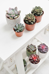 Green plants in cement concrete and white pots, colored succulents, stand on white table and shelf. The concept of florist and flower shop.