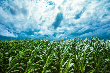 Corn field and stormy sky