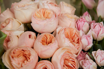 close up of beige peonies and pink tulips