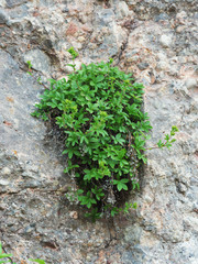 A plant growing on a rock