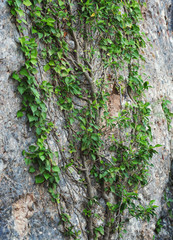 Tree Growing On Rock