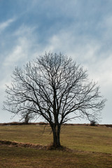 Fototapeta premium One tree on a hill.