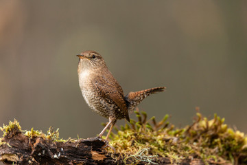 Chochín