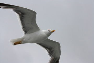 Möwe