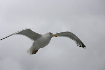 Möwe
