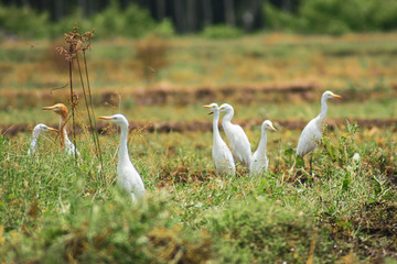 Close up of a white stork or Ciconia ciconia on a green natural background