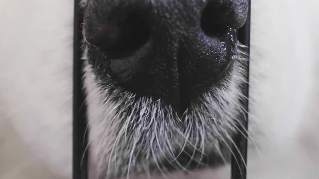 dog nose close-up, locked in a cage, sitting and bored, zoo protection