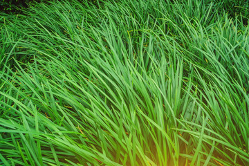 closeup of green grass, Leaves green grass for background, Natural background of high grass. Green grass texture.