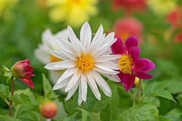 White and purple dahlia in drops of dew on a natural blurred background.