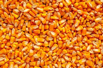 Corn seed kernels heap