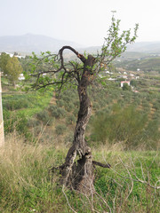 Single almond tree on hillside outside Andalusian village