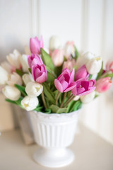 White and purple tulips in the former weight in a bright room