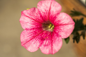 Flower Bed with purple petunias