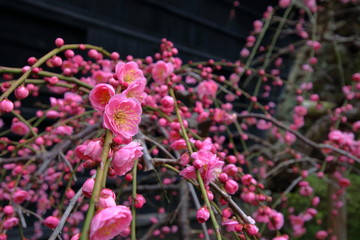 枝垂れ梅（高知城詰門前）