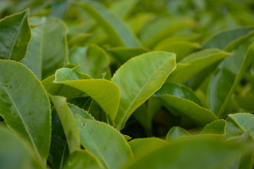 tea leaves closClose up macros of green tea leaves in Munnar's tea estate, Kerala. Munnar is a hill station and former resort for the British Raj elite, surrounded by rolling hills dotted with teae up