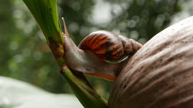 a snail is crawling in circles on a dry coconut, a snail is crawling on a yellow ball, two snails are crawling on a palm tree lea