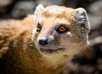 The yellow mongoose (Cynictis penicillata), sometimes referred to as the red meerkat, is a member...