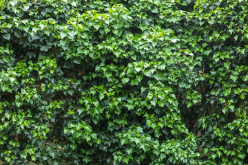 Fototapeta na wymiar leaves of ivy covering the wall