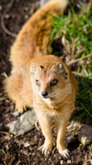 The yellow mongoose (Cynictis penicillata), sometimes referred to as the red meerkat, is a member of the mongoose family