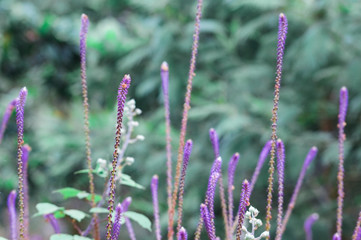 Beautiful blooming grass on the blurred background. Macro, soft focus