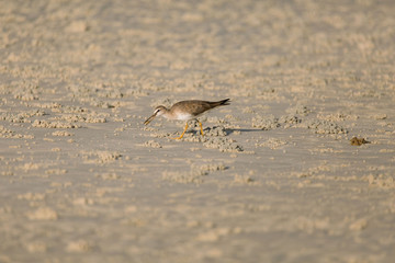 Sandpiper birds at the seashore feathering and foraging in a  peaceful morning bird watching scene