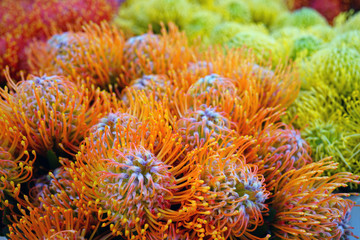 Tropical yellow and orange protea pin flowers (Leucospermum) for sale at a farmers market in Copenhagen